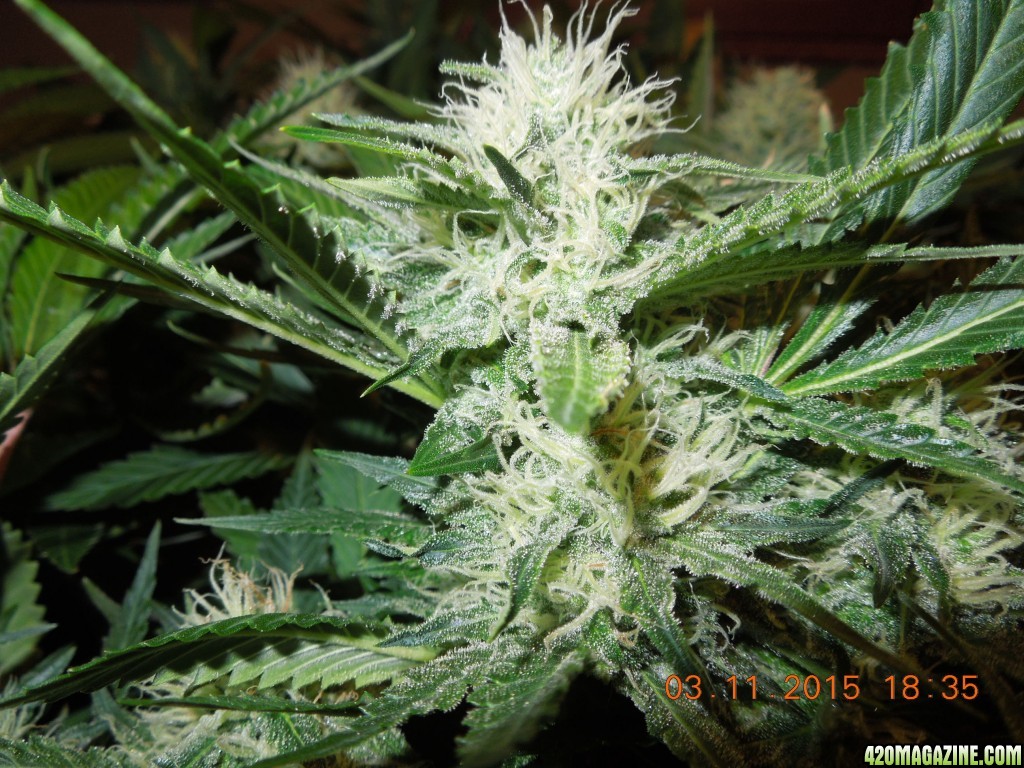 bubblegum_day_125_bud_shot_2.JPG