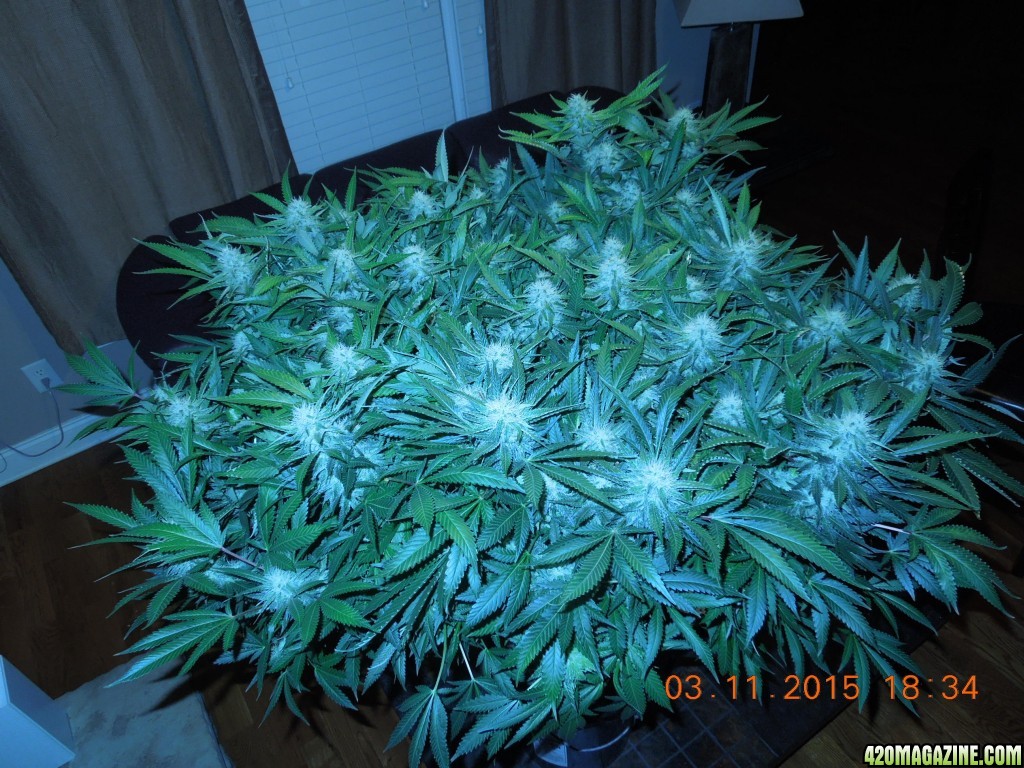 bubblegum_day_125_canopy.JPG