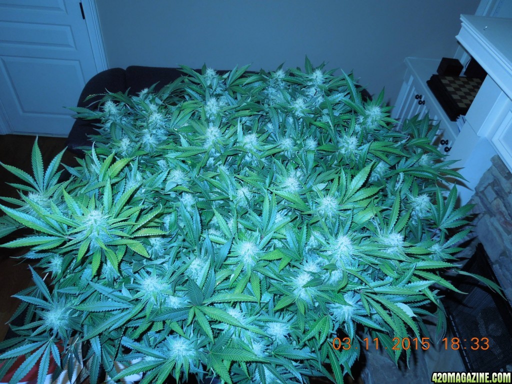 bubblegum_day_125_canopy_3.JPG