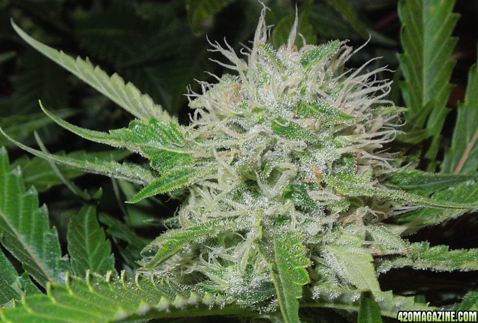 bubblegum_day_129_bud_shot.JPG