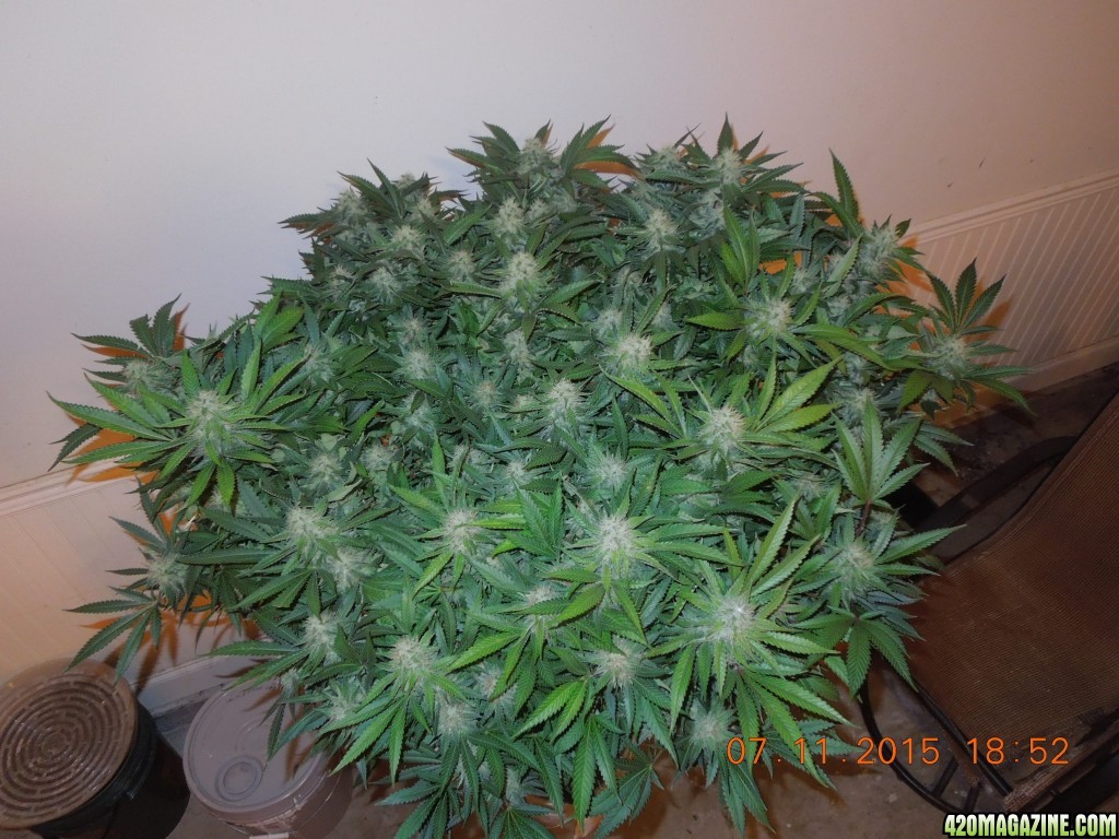 bubblegum_day_129_canopy.JPG