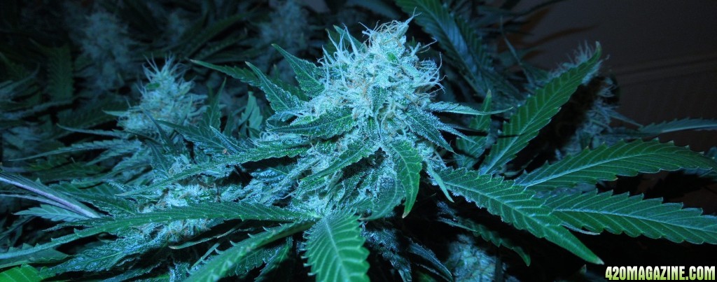 bubblegum_day_136_bud_shot.JPG