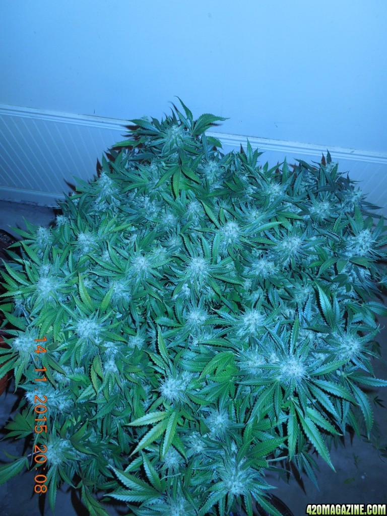 bubblegum_day_136_canopy.JPG