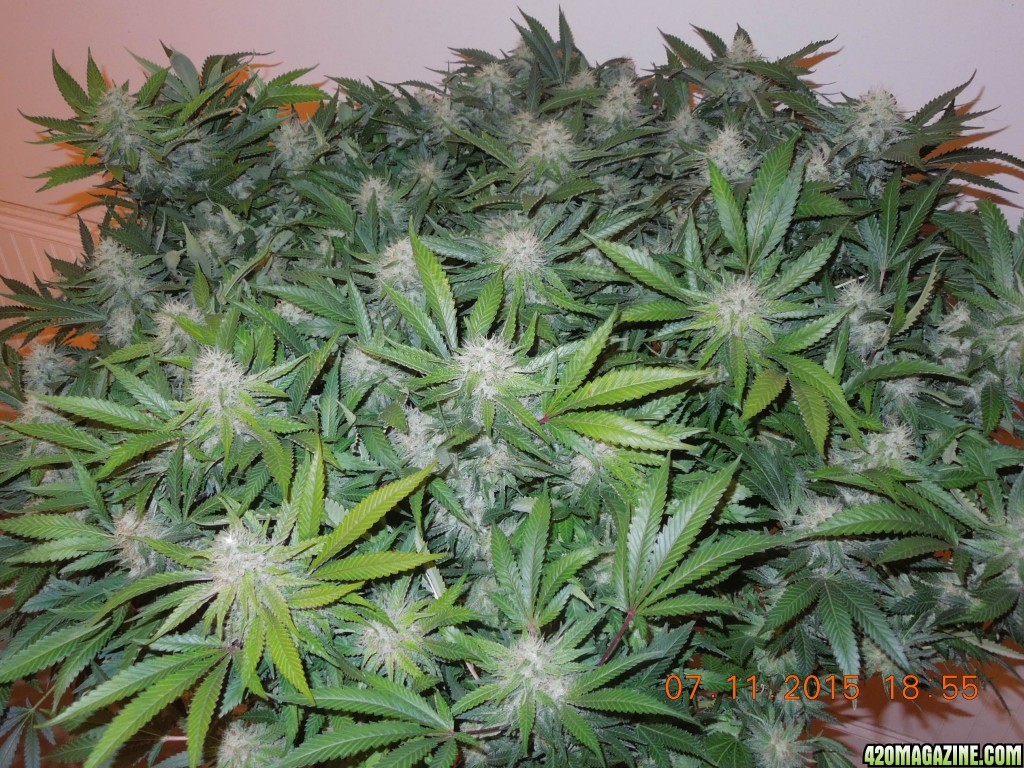 bubblegum_day_136_canopy_2.JPG