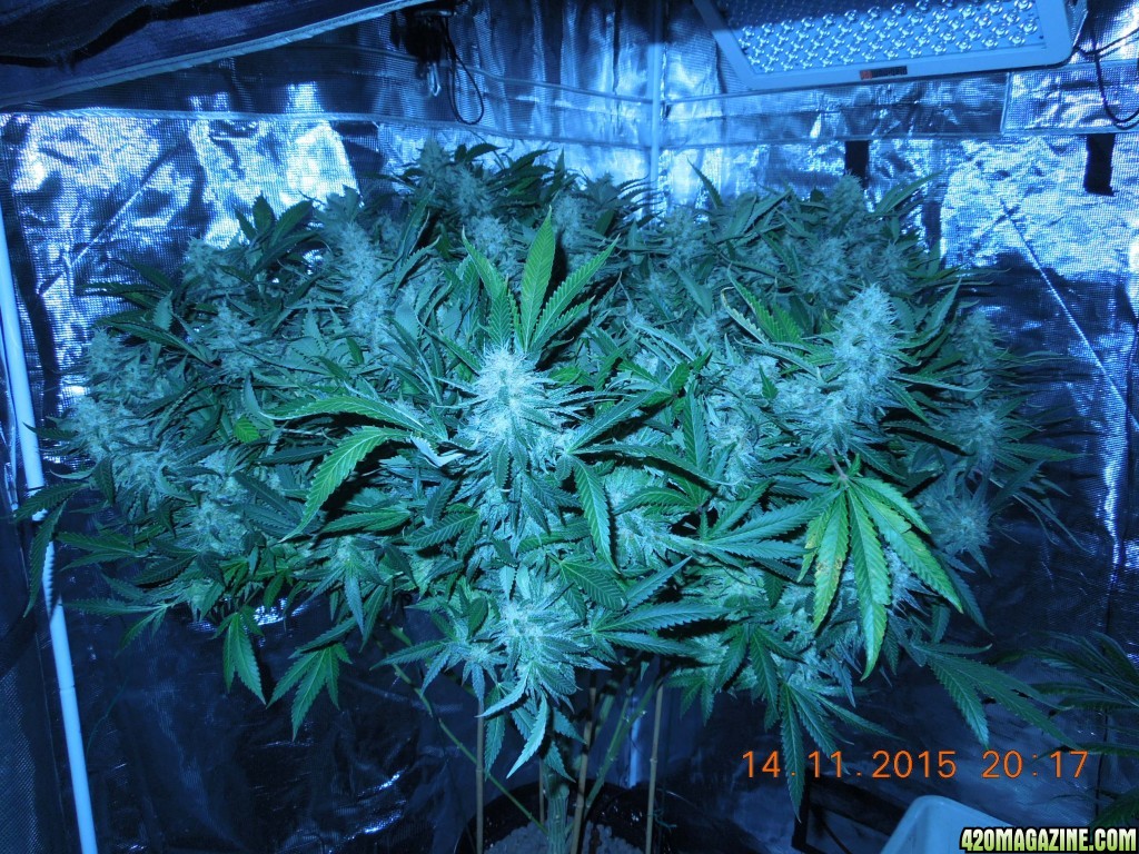 bubblegum_day_136_tent.JPG