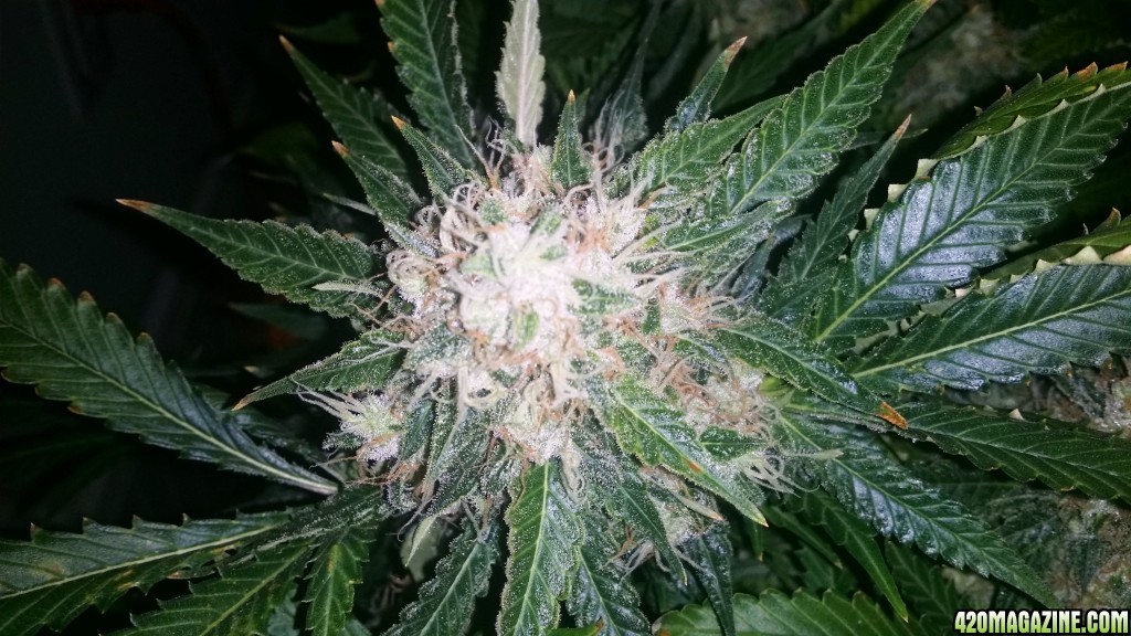 bubblegum_day_142_bud_shot.jpg