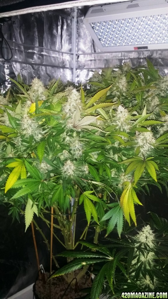 bubblegum_day_142_tent.jpg