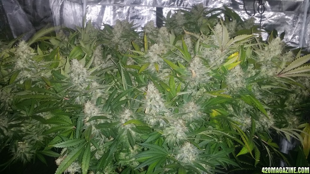 bubblegum_day_142_tent_2.jpg