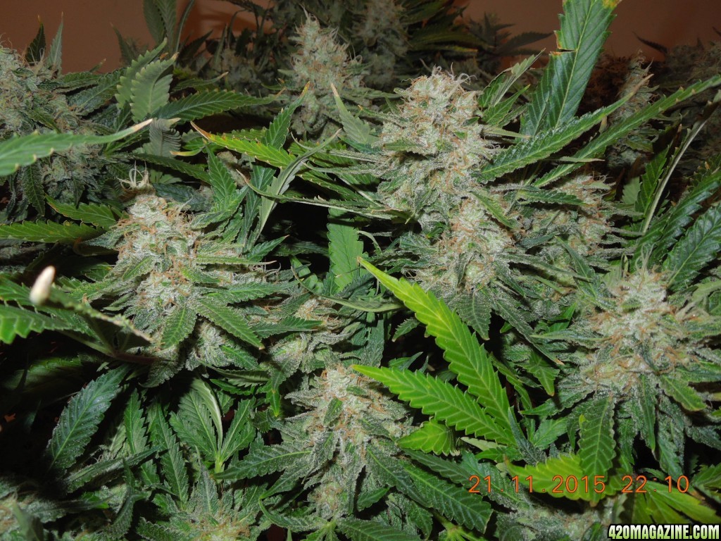 bubblegum_day_143_bud_shot.jpg