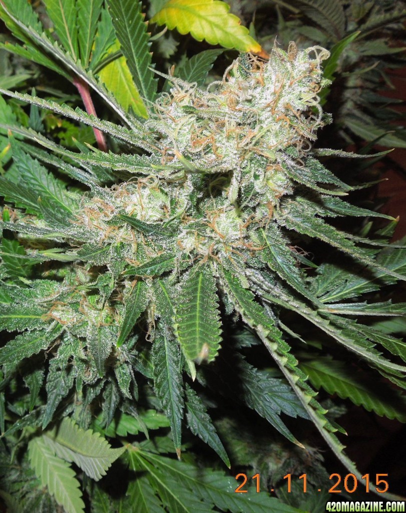 bubblegum_day_143_bud_shot_2.jpg