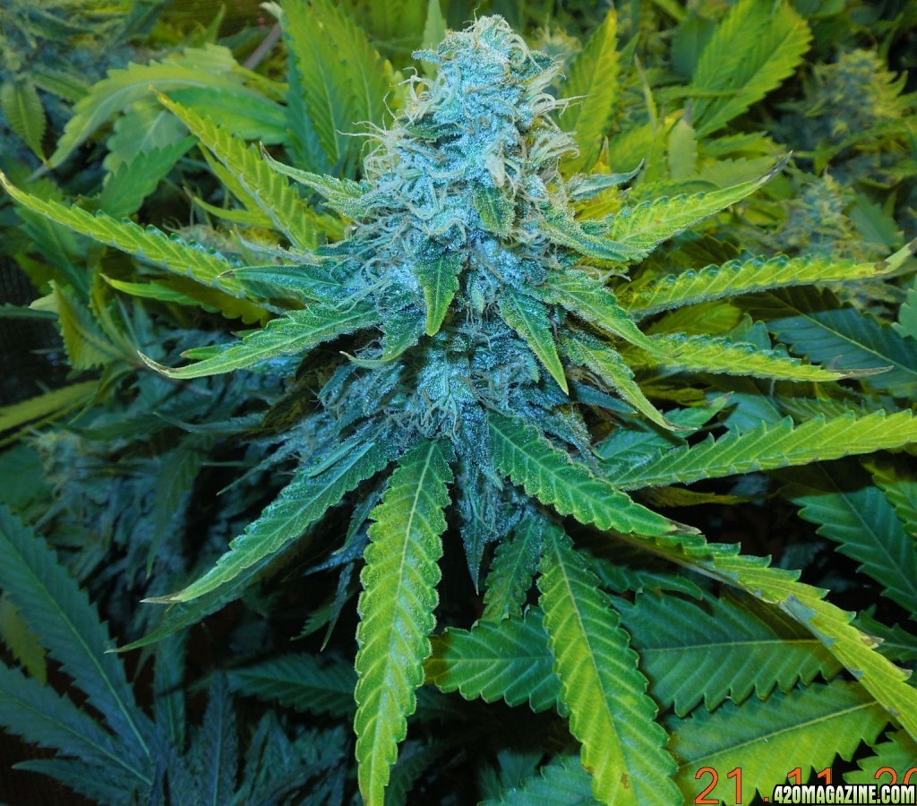 bubblegum_day_143_bud_shot_3.jpg