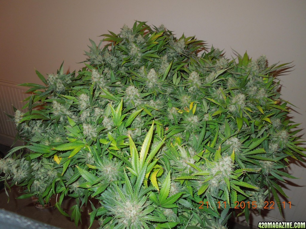 bubblegum_day_143_canopy.jpg