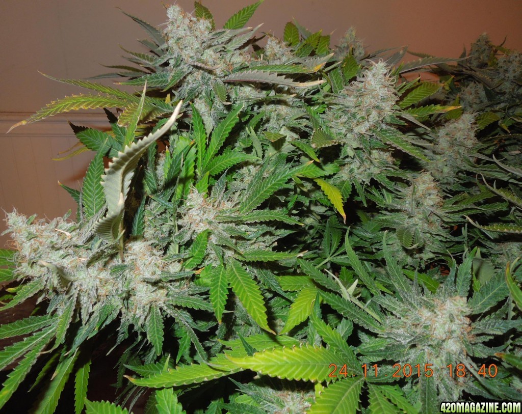 bubblegum_day_146_buds.jpg