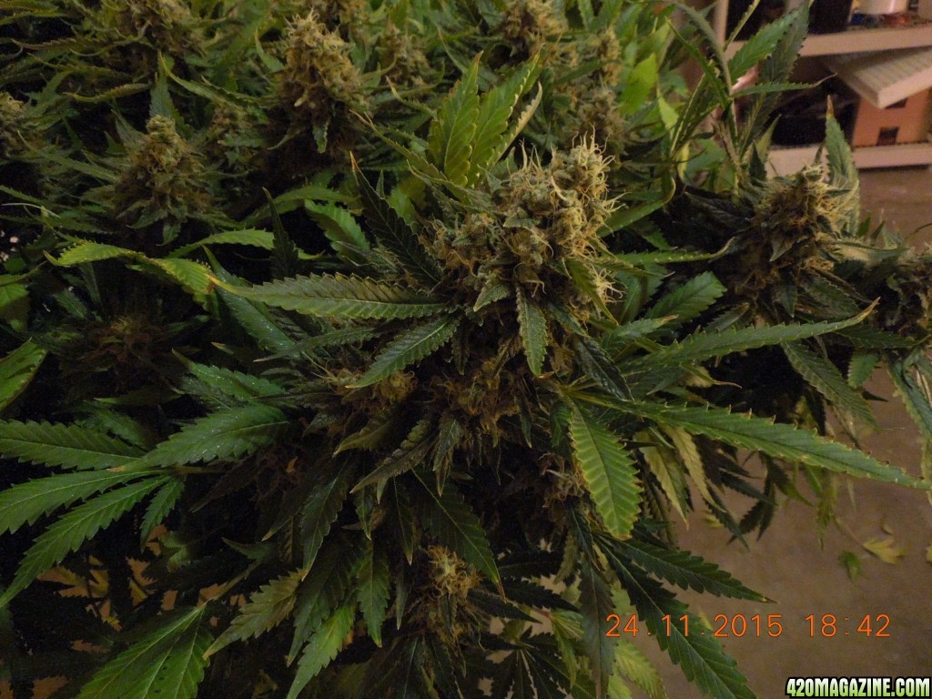 bubblegum_day_146_buds_2.jpg