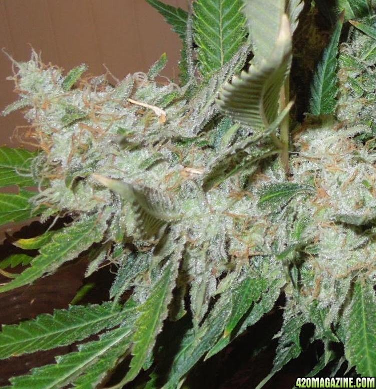 bubblegum_day_146_buds_3.jpg