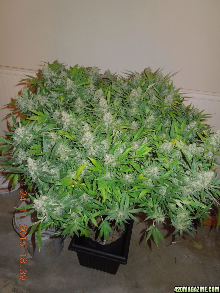 bubblegum_day_146_canopy.jpg