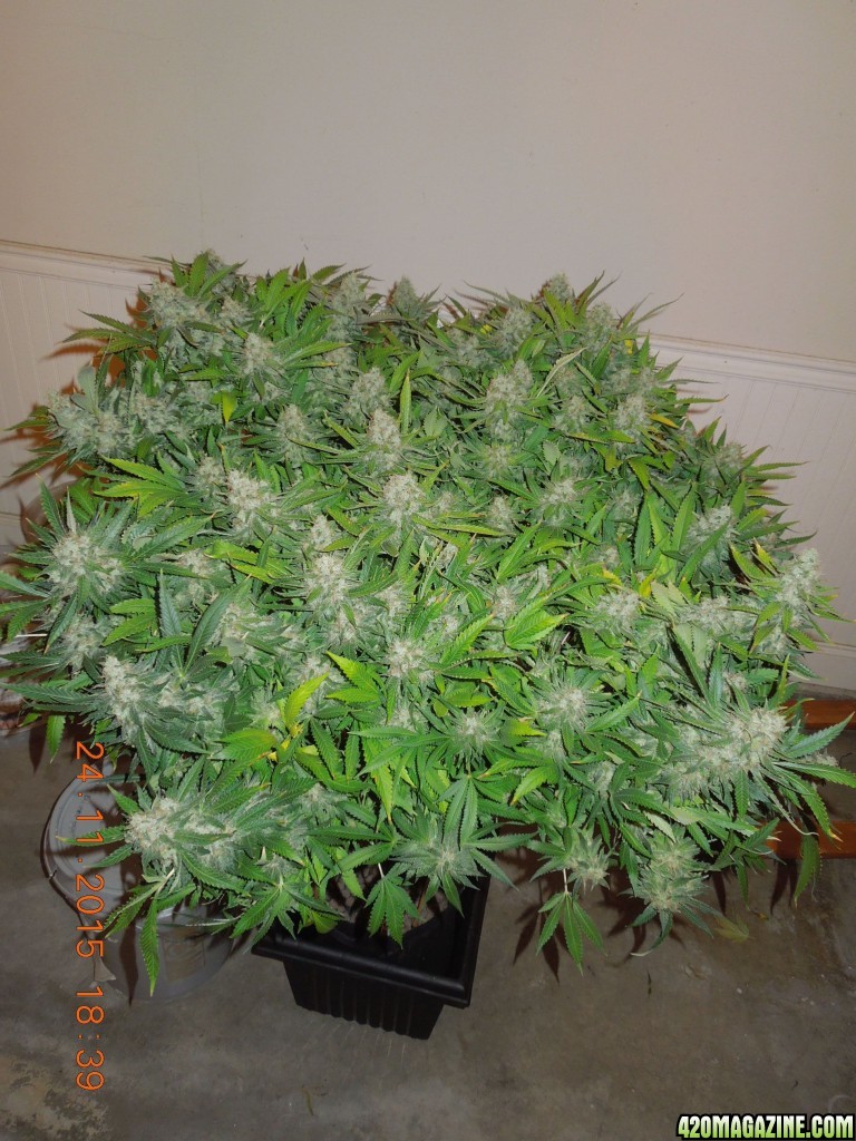 bubblegum_day_146_canopy_2.jpg