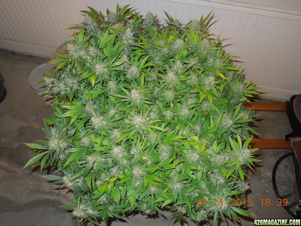 bubblegum_day_146_canopy_3.jpg