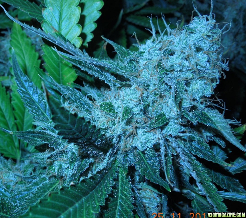 bubblegum_day_147_budshot_2.jpg