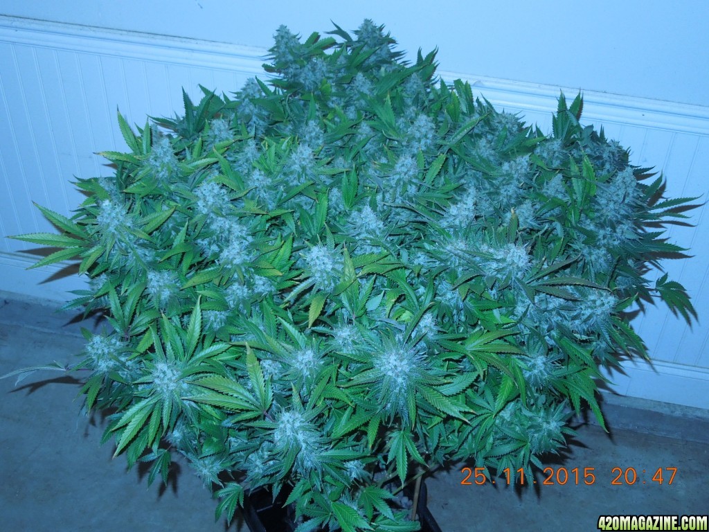 bubblegum_day_147_canopy_2.jpg