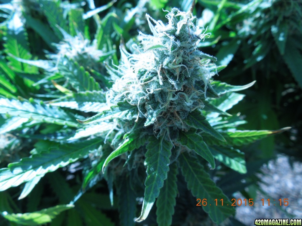 bubblegum_day_148_bud_outside.jpg