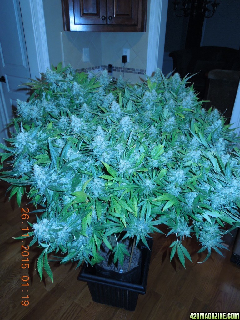 bubblegum_day_148_canopy.jpg