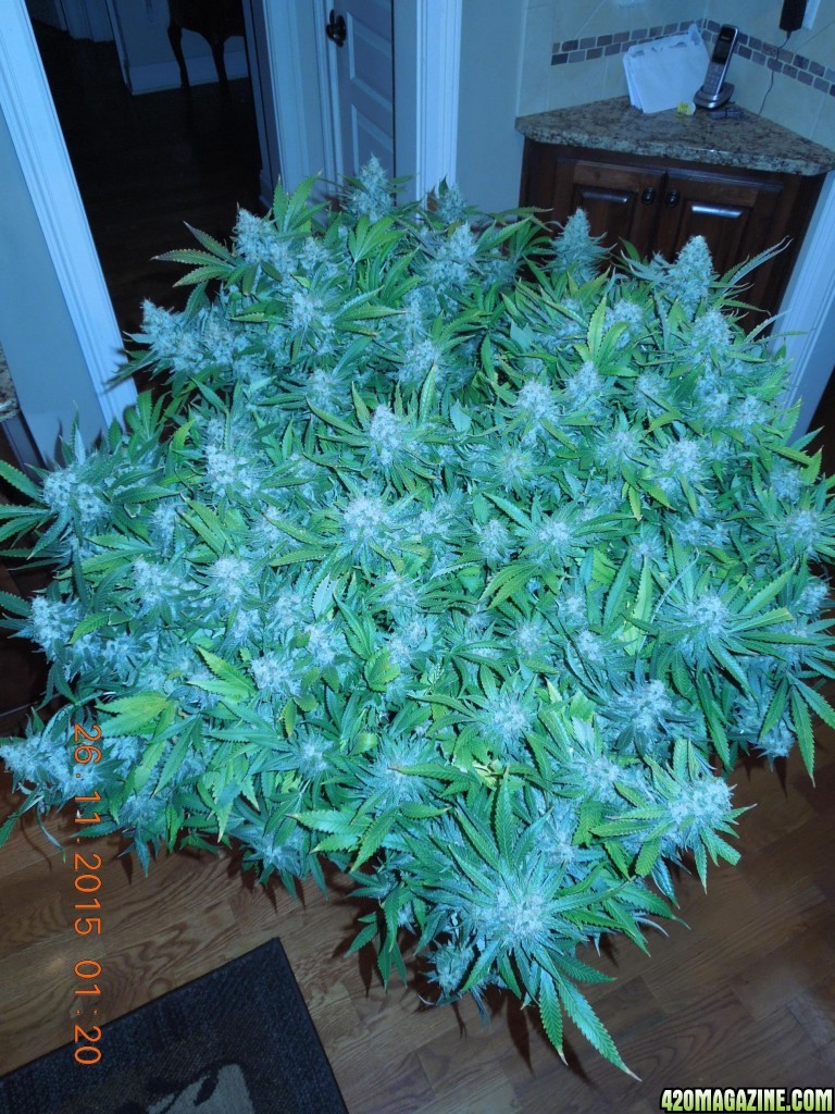 bubblegum_day_148_canopy_2.jpg