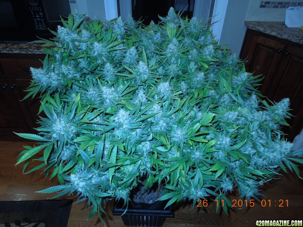 bubblegum_day_148_canopy_3.jpg