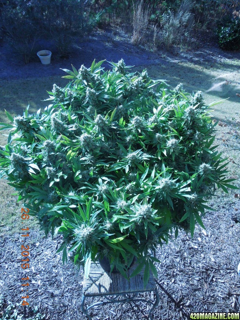 bubblegum_day_148_canopy_outside.jpg