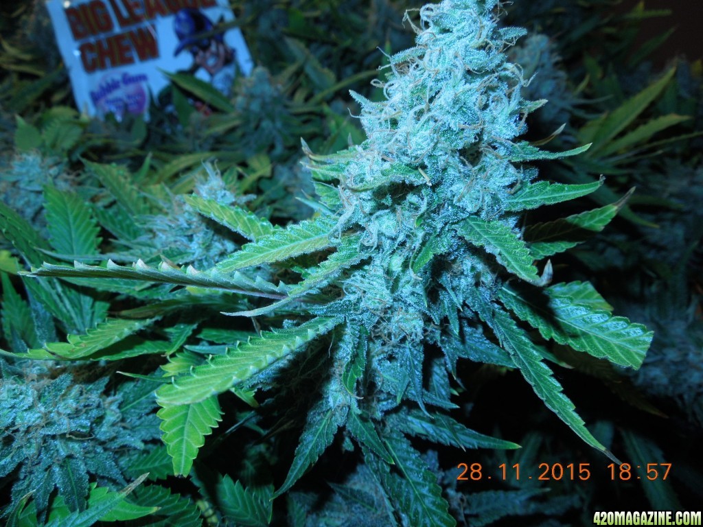 bubblegum_day_150_buds_3.jpg