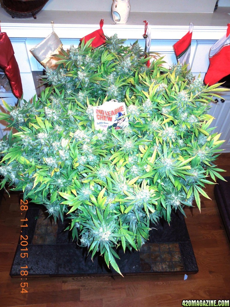 bubblegum_day_150_canopy1.jpg