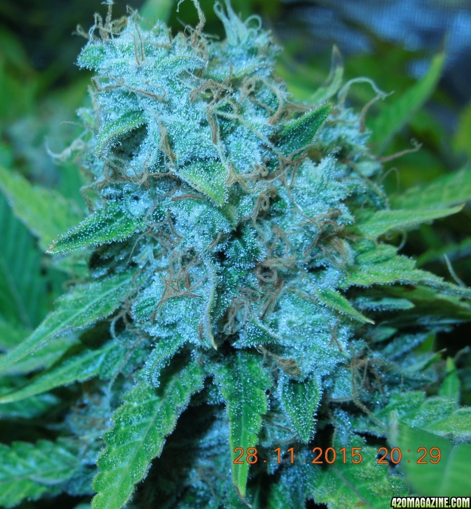 bubblegum_day_150_no_light_photos_bud.jpg