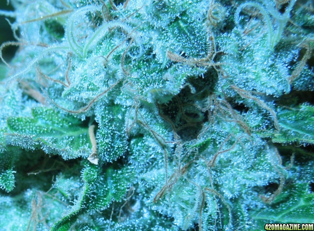 bubblegum_day_150_no_light_photos_bud_tric_shotjpg.jpg