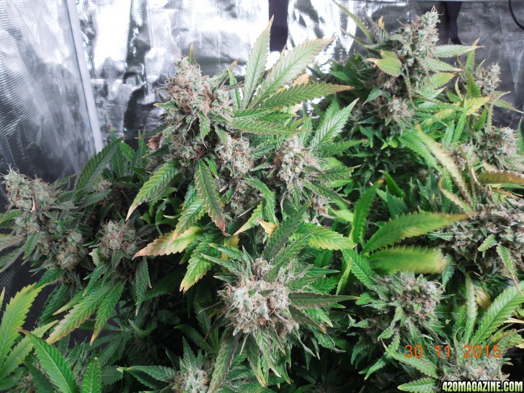 bubblegum_day_152_buds.jpg