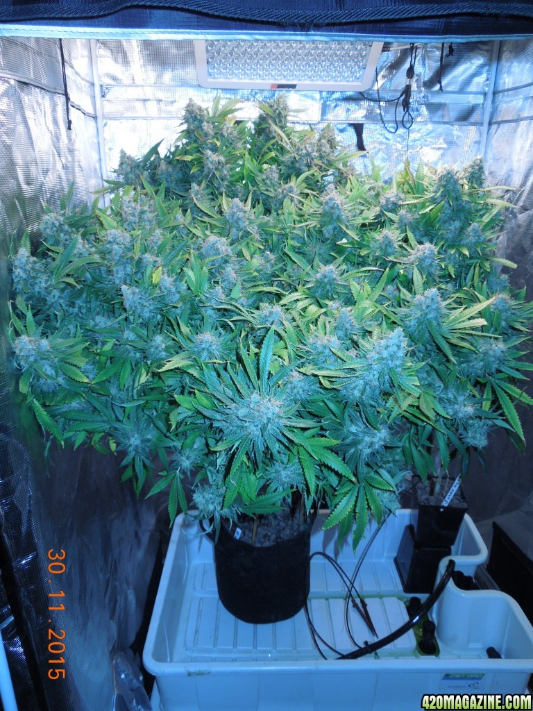 bubblegum_day_152_tent_shot.jpg