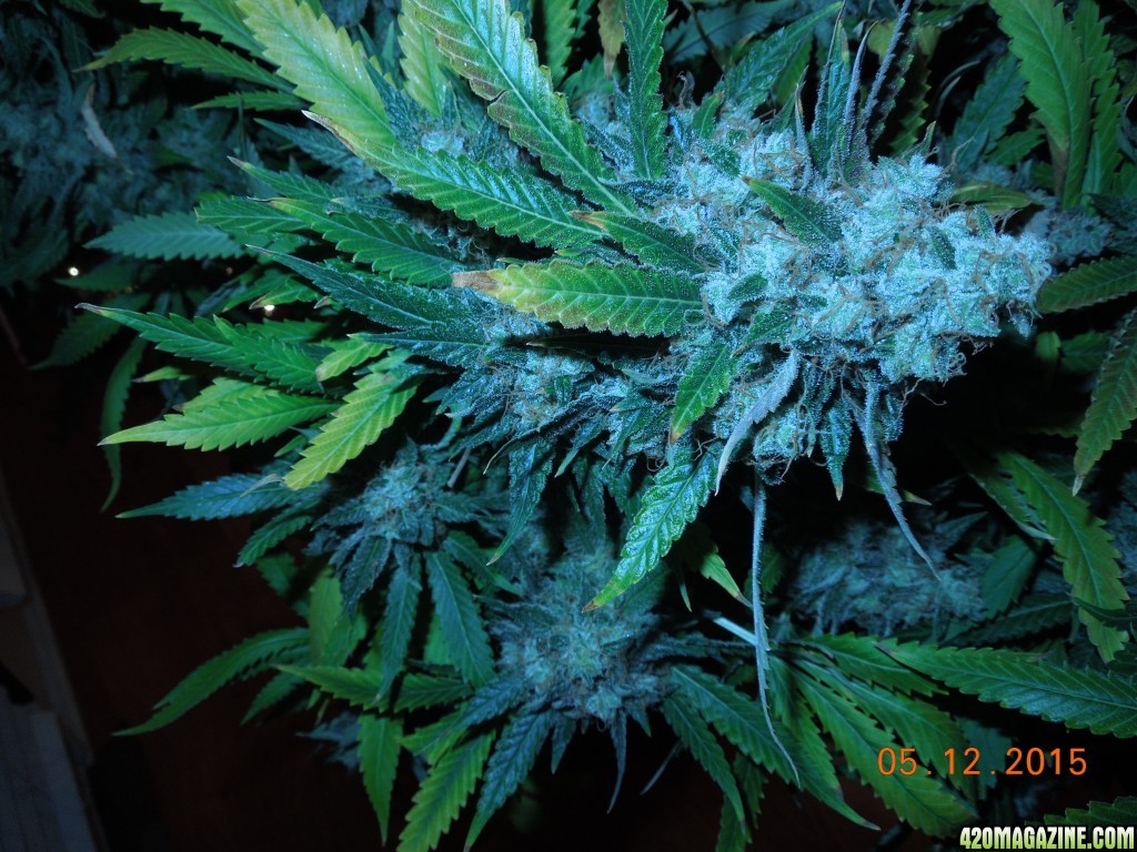 bubblegum_day_157_bud.jpg