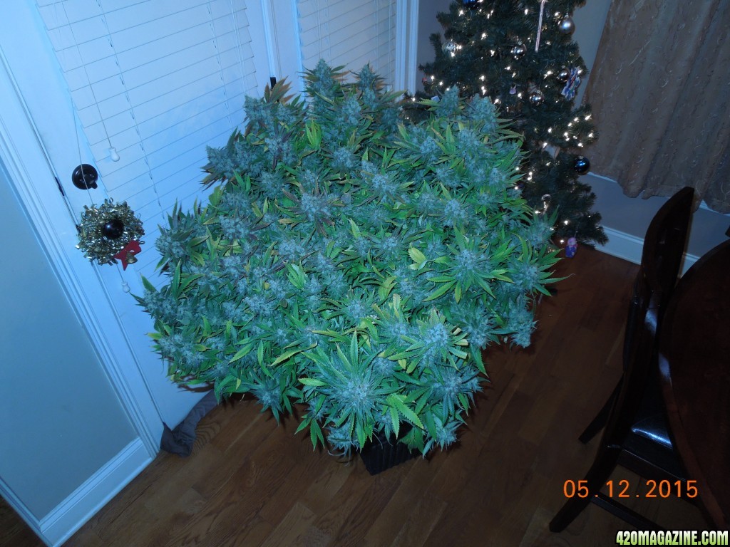 bubblegum_day_157_canopy.jpg