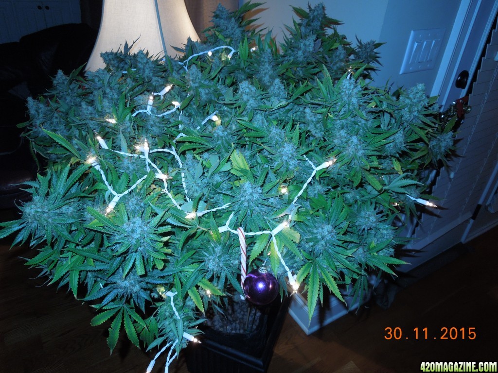 bubblegum_day_157_xmas_lights.jpg