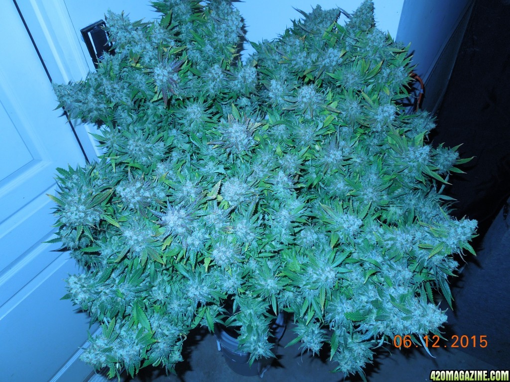 bubblegum_day_158_pre_harvest_pics_canopy.jpg