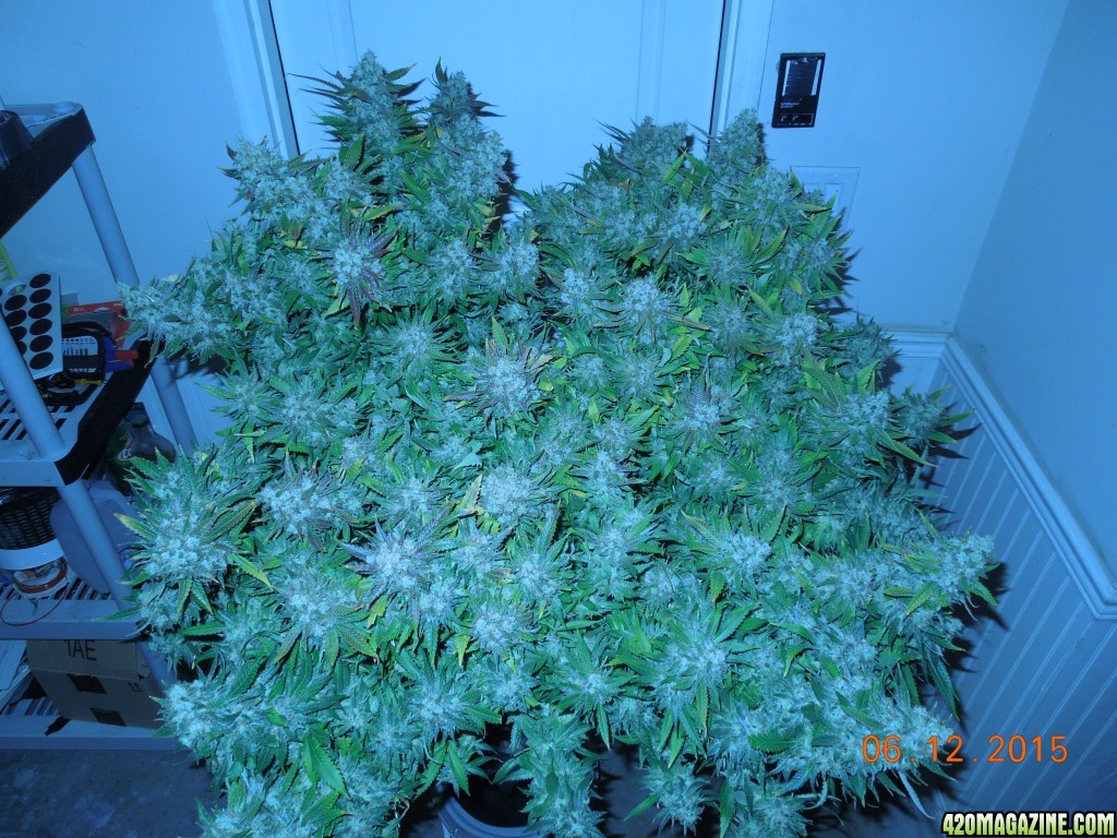 bubblegum_day_158_pre_harvest_pics_canopy_4.jpg