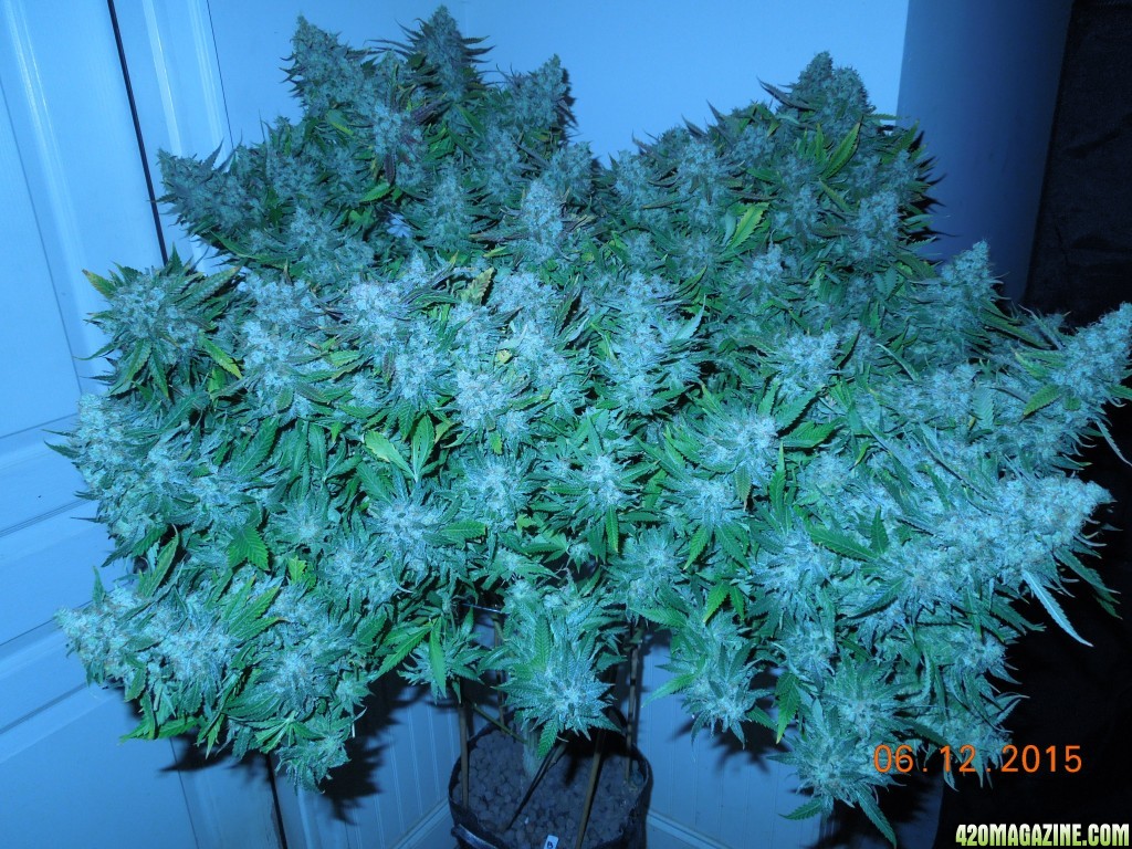 bubblegum_day_158_pre_harvest_pics_profile.jpg