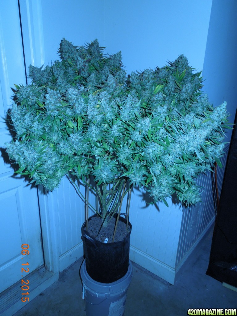 bubblegum_day_158_pre_harvest_pics_profile_2.jpg