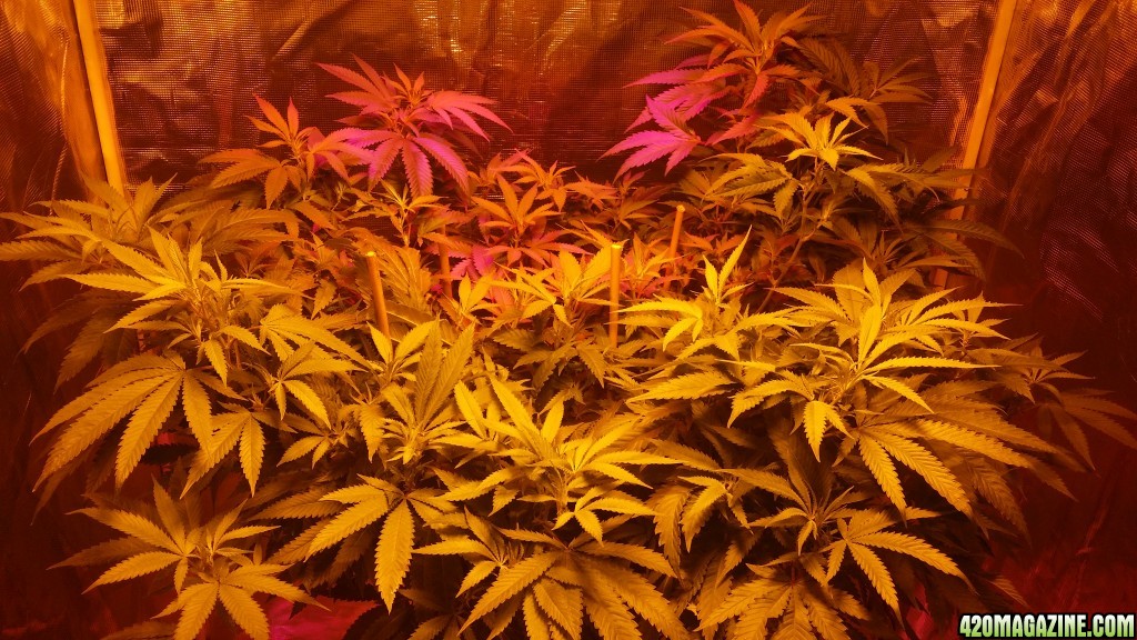 bubblegum_day_90_canopy.JPG