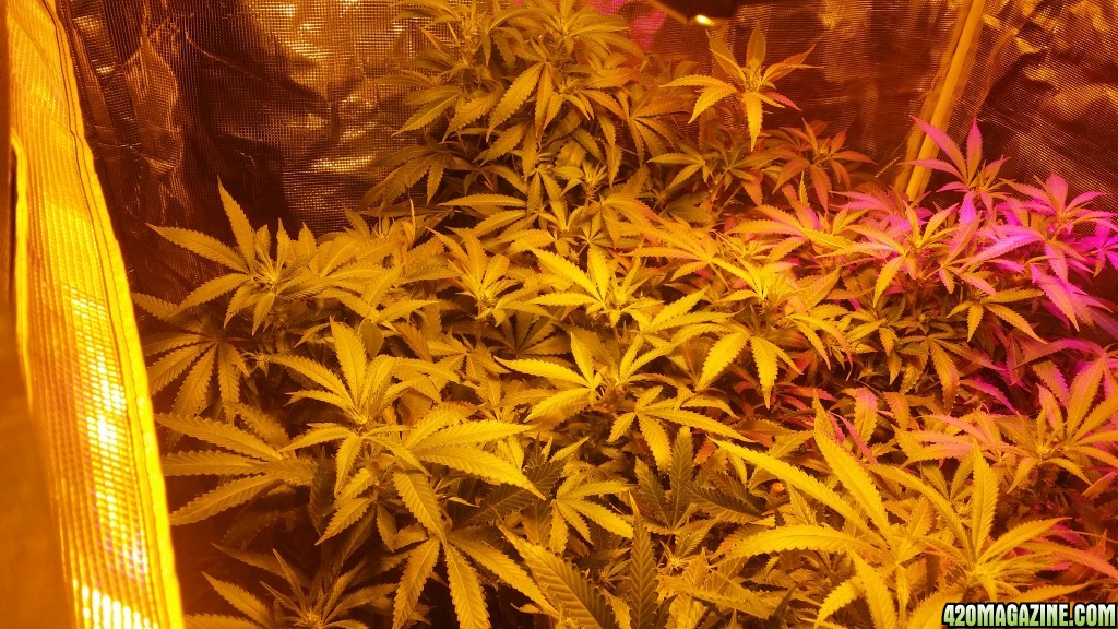 bubblegum_day_90_canopy_4.JPG