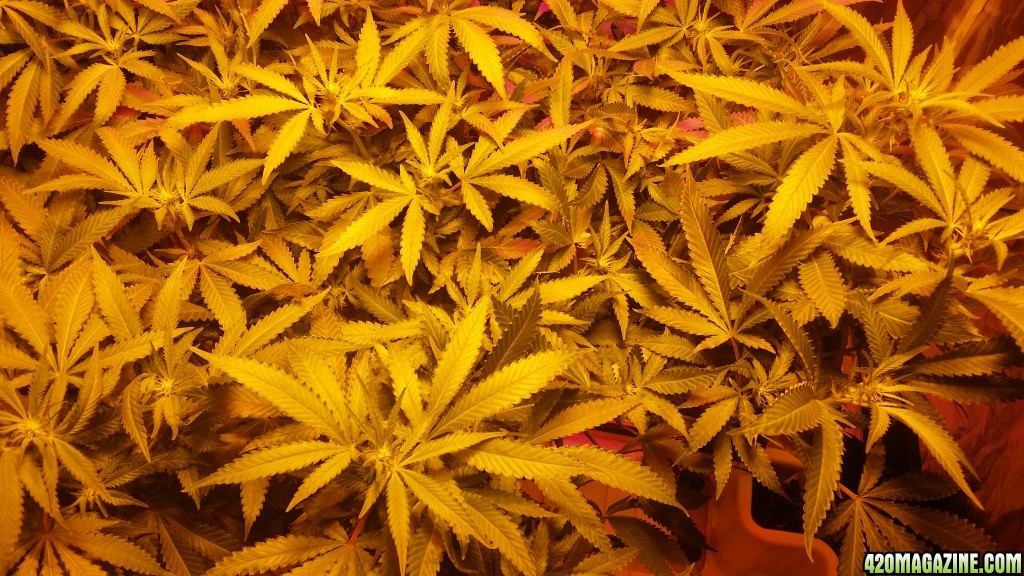 bubblegum_day_97_canopy_2.JPG