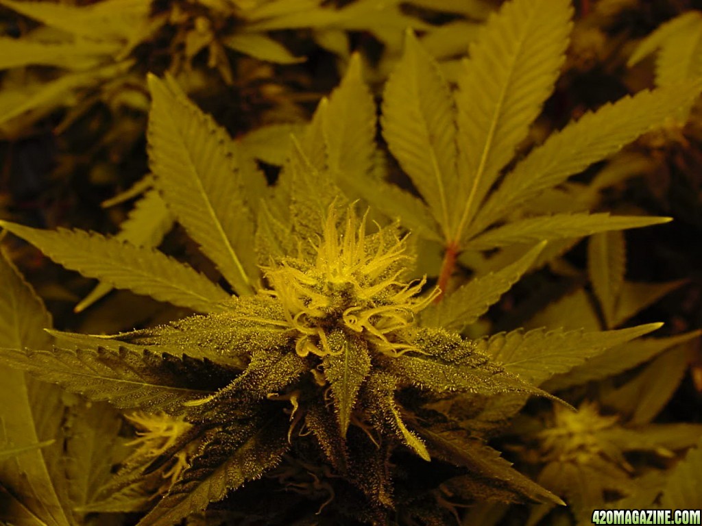 bud1012.jpg