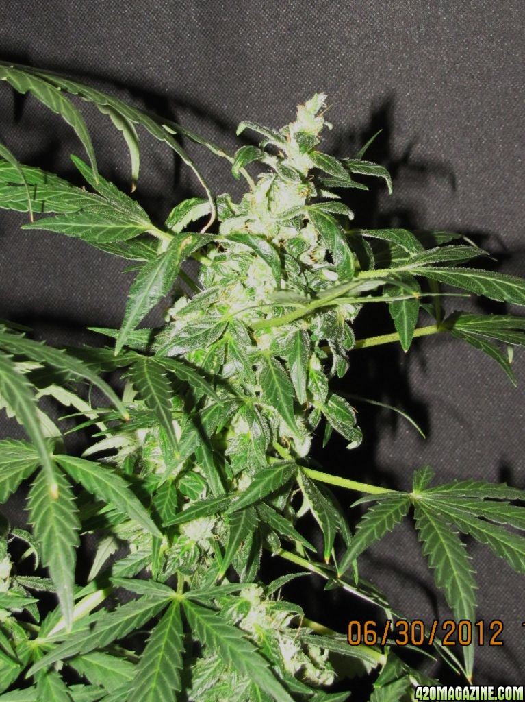 bud157.JPG