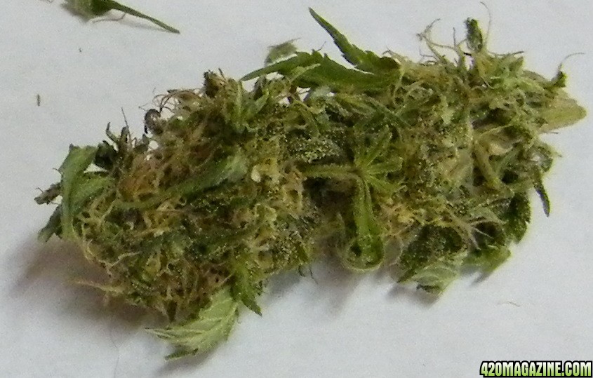 bud166.JPG