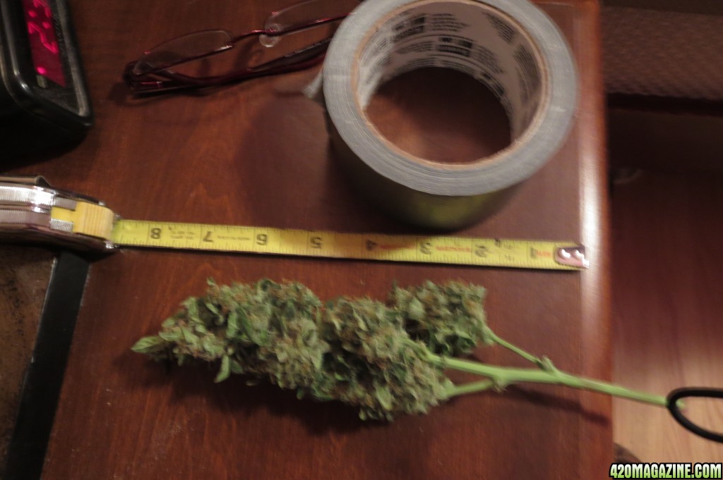 bud194.JPG