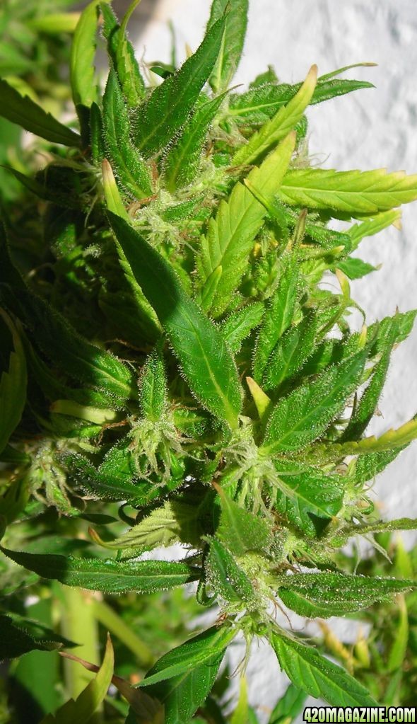 bud228.jpg